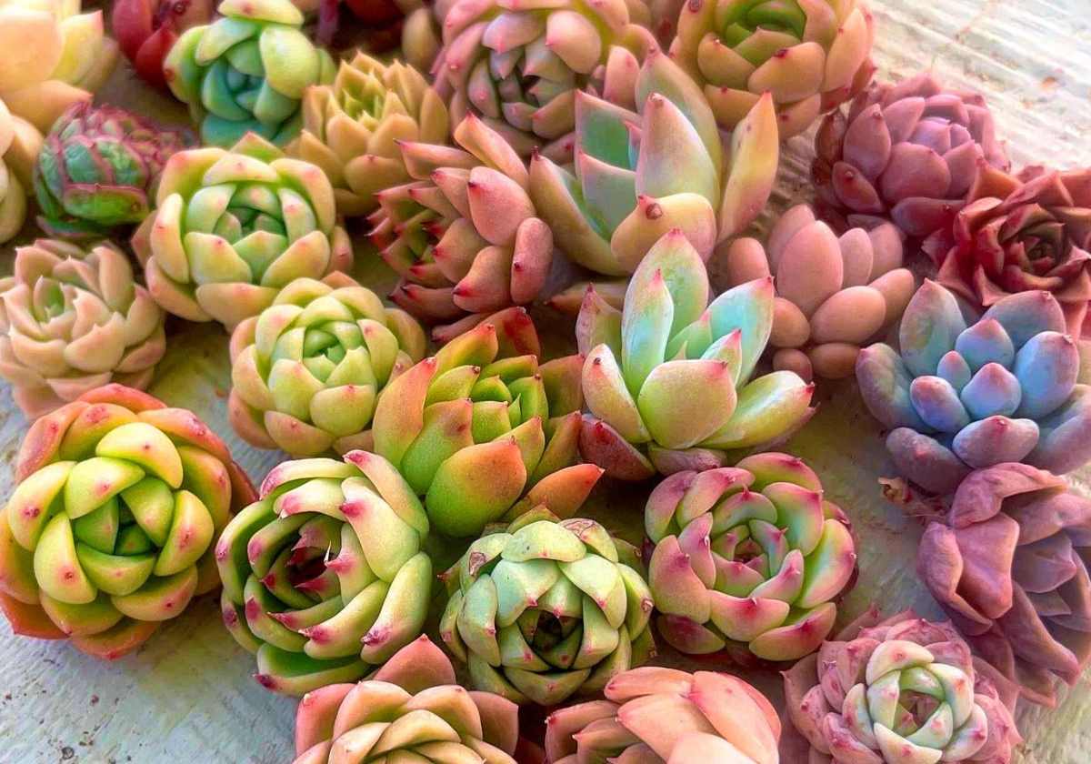 ¿ʪ,¿ʪ,ڹ,,٥ꥢ,󤻿,ե,ץ쥼,ʡ,¿,¿Ź,DOLCES succulent,ɥ