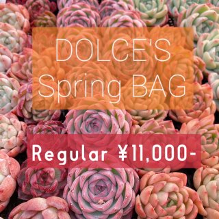Spring BAG -Regular-