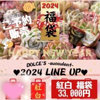 ෆ˚*感謝セールෆ˚* ドライアイス 1苗 抜き苗 寄せ植え 多肉植物 24株の抜き苗セット】アイスローズ錦 多肉植物 佐川急便発送