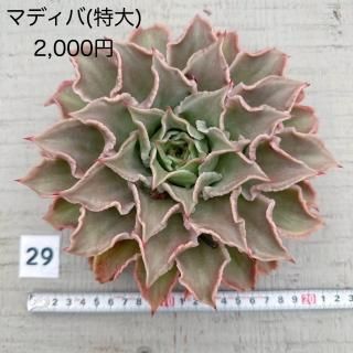 多肉☆キャラメル・カット苗・大きめ 多肉☆キャラメル・大きめ・カット苗