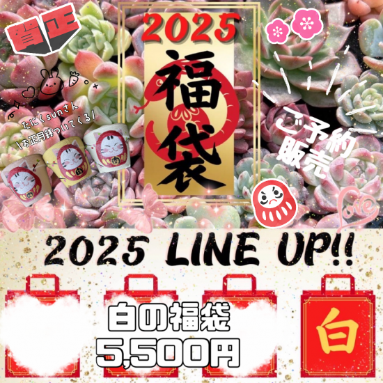 白の福袋【第2回受付】 - 多肉植物販売 DOLCE'S -succulent