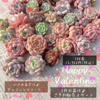 抜き苗セット - 多肉植物販売 DOLCE'S -succulent- | ドルチェ苗