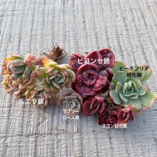 多肉植物販売 DOLCE'S -succulent- | ドルチェ苗・エケベリアの通販 多肉植物販売 DOLCE'S -succulent- | ドルチェ苗・エケベリアの通販
