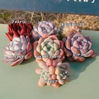 多肉植物販売 DOLCE'S -succulent- | ドルチェ苗・エケベリアの通販 多肉植物販売 DOLCE'S -succulent- | ドルチェ苗・エケベリアの通販