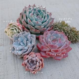 多肉植物販売 DOLCE'S -succulent- | ドルチェ苗・エケベリアの通販 多肉植物販売 DOLCE'S -succulent- | ドルチェ苗・エケベリアの通販