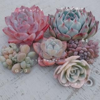 1¤ꥹڥ륻å