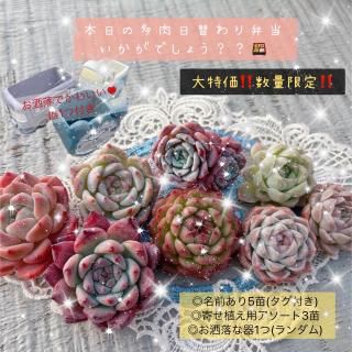 多肉植物販売 DOLCE'S -succulent- | ドルチェ苗・エケベリアの通販 多肉植物販売 DOLCE'S -succulent- | ドルチェ苗・エケベリアの通販