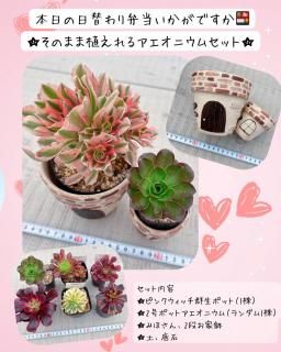 多肉植物販売 DOLCE'S -succulent- | ドルチェ苗・エケベリアの通販 多肉植物販売 DOLCE'S -succulent- | ドルチェ苗・エケベリアの通販