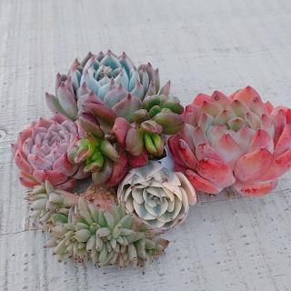 1¤  ڥ륻å