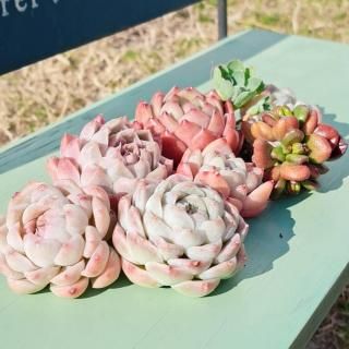 多肉植物販売 DOLCE'S -succulent- | ドルチェ苗・エケベリアの通販 多肉植物販売 DOLCE'S -succulent- | ドルチェ苗・エケベリアの通販