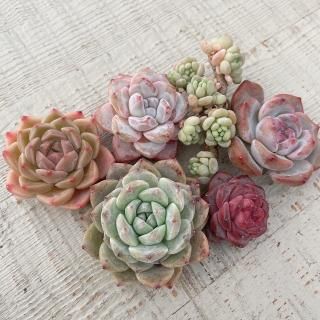 多肉植物販売 DOLCE'S -succulent- | ドルチェ苗・エケベリアの通販 多肉植物販売 DOLCE'S -succulent- | ドルチェ苗・エケベリアの通販