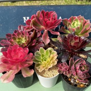 多肉植物販売 DOLCE'S -succulent- | ドルチェ苗・エケベリアの通販 多肉植物販売 DOLCE'S -succulent- | ドルチェ苗・エケベリアの通販