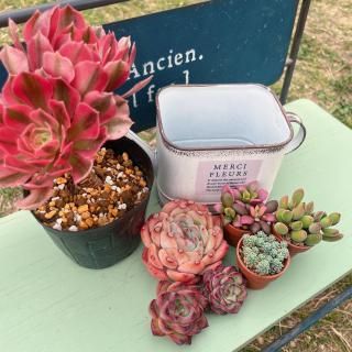多肉植物販売 DOLCE'S -succulent- | ドルチェ苗・エケベリアの通販 多肉植物販売 DOLCE'S -succulent- | ドルチェ苗・エケベリアの通販