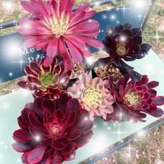 多肉植物販売 DOLCE'S -succulent- | ドルチェ苗・エケベリアの通販 多肉植物販売 DOLCE'S -succulent- | ドルチェ苗・エケベリアの通販