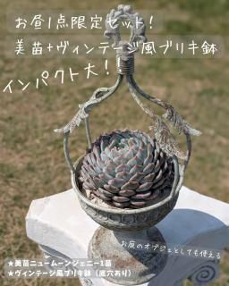 多肉植物販売 DOLCE'S -succulent- | ドルチェ苗・エケベリアの通販 多肉植物販売 DOLCE'S -succulent- | ドルチェ苗・エケベリアの通販