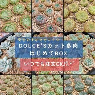 黒表土 土付き、S21 ミニ〜小玉カラフルセット 多肉植物リトープス 黒表土 土付き、S21 ミニ〜小玉カラフルセット 多肉植物リトープス