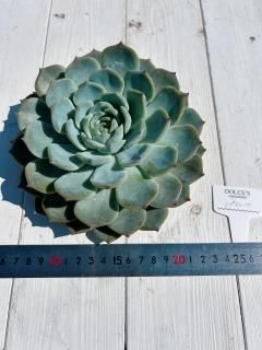 ѥ졼ġ