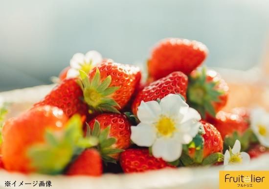 お徳用 3種のいちご食べ比べセット - Fruitelier