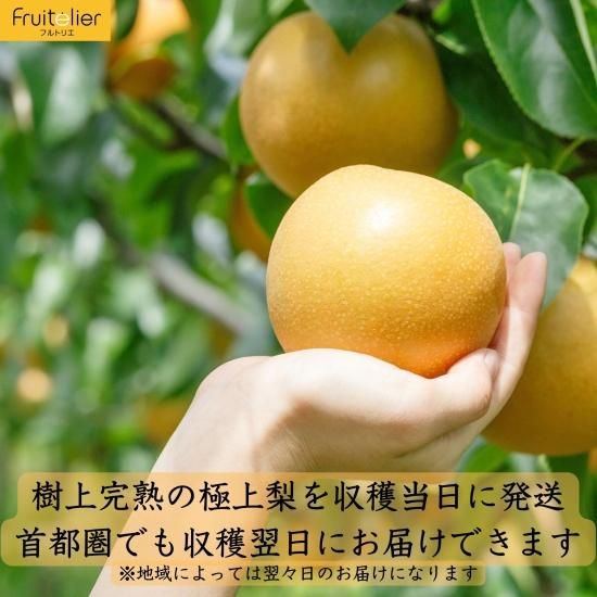贈答用】梨 小箱 ※品種は時期により変わります - Fruitelier