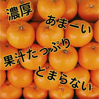 ��¼�ߤ���5����Ȣ<img class='new_mark_img2' src='https://img.shop-pro.jp/img/new/icons62.gif' style='border:none;display:inline;margin:0px;padding:0px;width:auto;' />