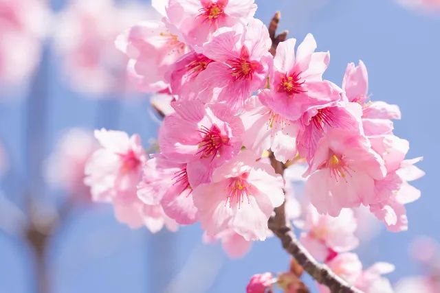 桜の花エキス