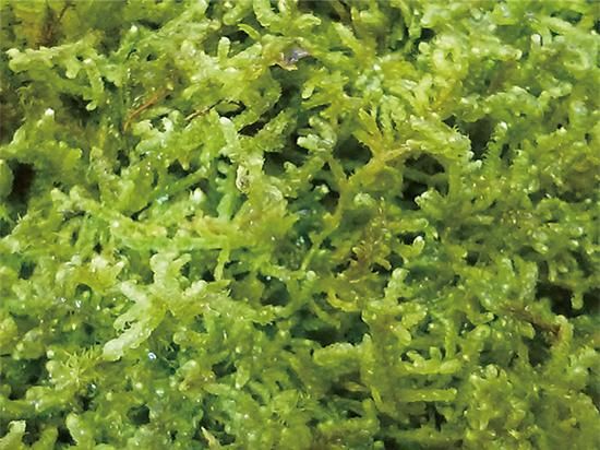 ハイゴケ【箱詰め】