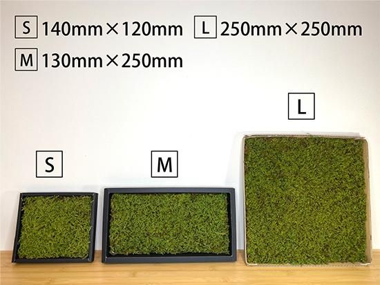ハイゴケ【箱詰め】