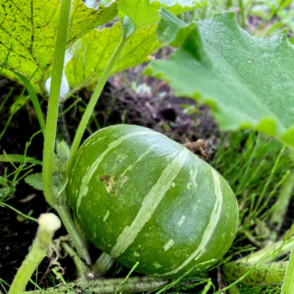 かぼちゃ（えびすかぼちゃ） - 有機生活ネット