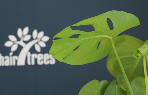 hair trees ¢Ź