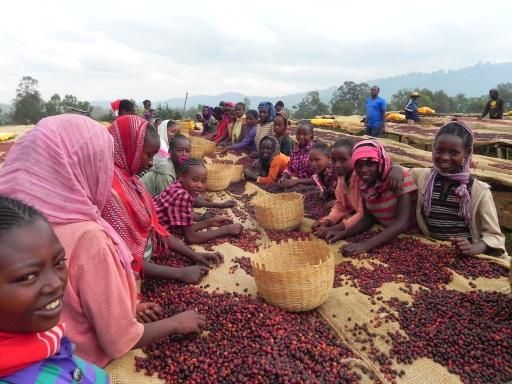 山採り　アカシデ エチオピア Natural G1 ゲデブウォルカ - 京都北山スペシャルティ