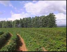 福豆　手摘み完熟　ブラジル　ドゥアスポンチス農園