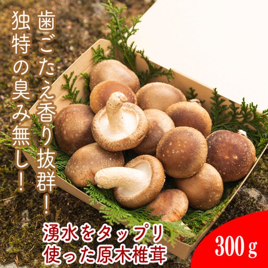 肉厚生しいたけ【原木】300ｇ│原木しいたけ農家の椎茸加工品・生シイタケの通信販売│峯自然園・峯工房公式オンラインショップ