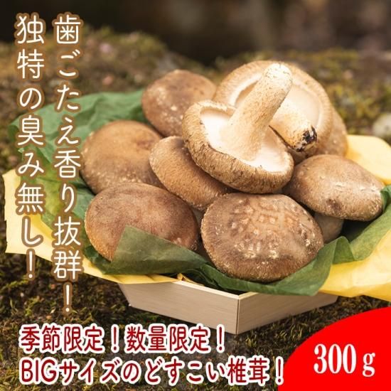 しいたけ3点 どすこい生しいたけ【原木】│原木しいたけ農家の椎茸加工品