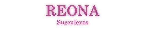 REONA Succulents