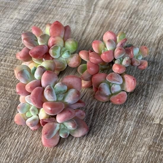 REONA Succulents