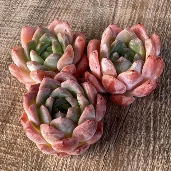 REONA Succulents