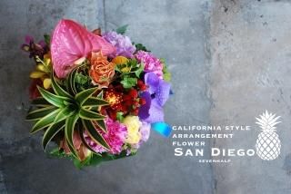 ե˥ 󥸥ȥեSan Diegosevenhalf