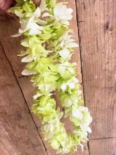 ʻokika honohono Lei ǥեΥեå쥤 £ʪˤ⤪ᡣ
٤륫顼٤륵ɤȤäƤϥ磻