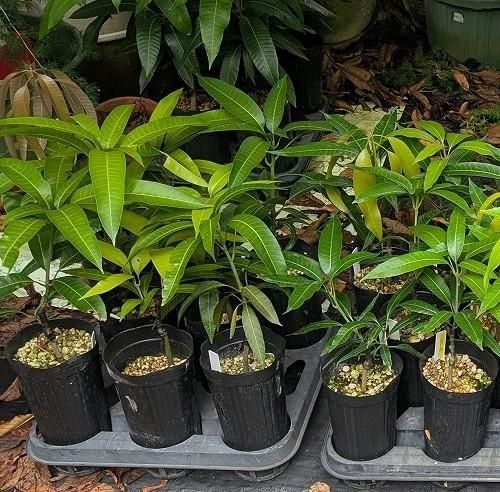 西施マンゴー接木苗 西施マンゴー接木苗 マンゴー苗☆新品種☆西施マンゴー接木