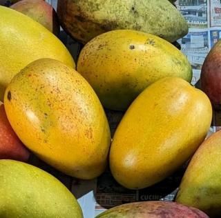 マンゴー苗木】金蜜 成木