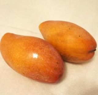 熱帯果樹苗木販売 マンゴー苗木販売 熱帯観葉植物販売