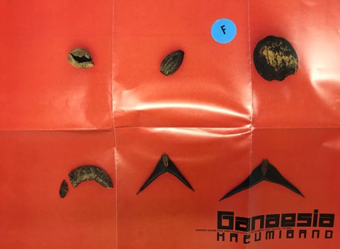 LP カズミ・バンド KAZUMI BAND / ガネシア Ganaesia - レコード LP カズミ・バンド KAZUMI BAND / ガネシア Ganaesia - レコード