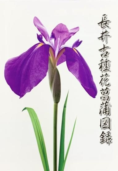 長井古種花菖蒲図録 - 道の駅 川のみなと長井 オンラインショップ