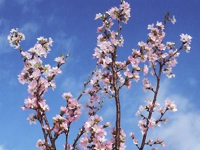 Amazon.co.jp: 山ニ 扇子 桜 桜柄 花柄 京扇子 紙扇子 お扇子 扇