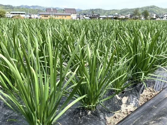 【ふるさとショッピング】長井市特産　行者菜(30束) ≪ネットショップ限定≫<img class='new_mark_img2' src='https://img.shop-pro.jp/img/new/icons62.gif' style='border:none;display:inline;margin:0px;padding:0px;width:auto;' />