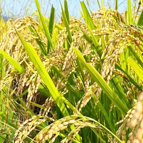 ڤդ뤵ȥåԥ󥰡ۡҿơ10ȯӱƣΤơ֤Ϥ̤10kg<img class='new_mark_img2' src='https://img.shop-pro.jp/img/new/icons62.gif' style='border:none;display:inline;margin:0px;padding:0px;width:auto;' />