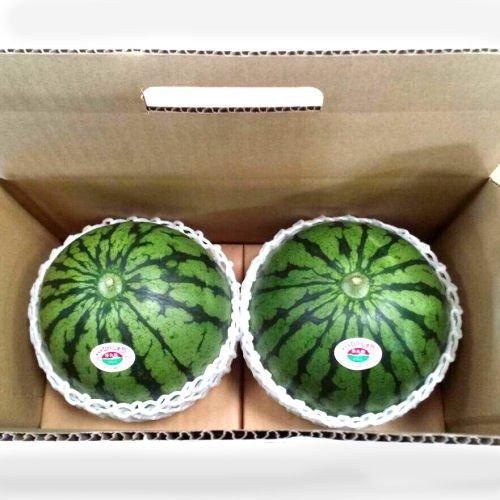 JAかもと】熊本県産 小玉すいか「ひとりじめ」 2Lサイズ2玉入り JAかもと】熊本県産 小玉すいか「ひとりじめ」 2Lサイズ2玉入り