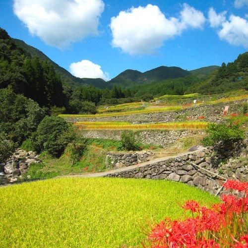 令和6年産・新米】森のくまさん 5kg 熊本県産（特別栽培米）