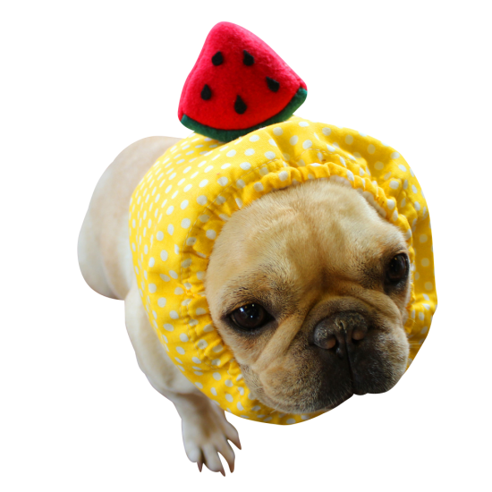 冷やし犬ヅラ イエロー 夏トッピング 犬ヅラ屋 冷やし犬ヅラ イエロー 夏トッピング 犬ヅラ屋
