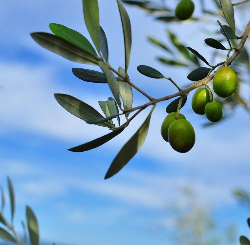 季節限定商品新漬けオリーブ - 安芸の島の実
